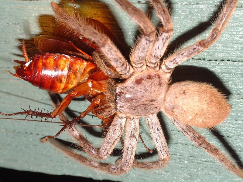 Heteropoda_ZZXYX_D3935_Z_90_Alice Springs_Australie.jpg